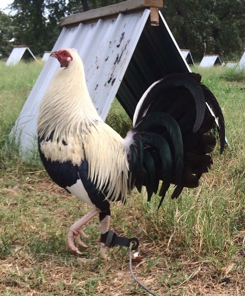 game rooster farms in california